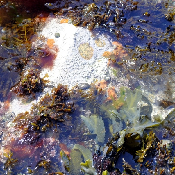 A tidepool full of sponges, seaweed, and shellfish